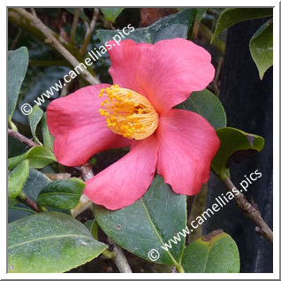 Camellia Species 'C. japonica ssp. rusticana'
