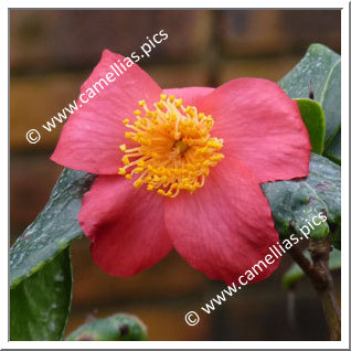 Camellia Botanique 'C. japonica ssp. rusticana'