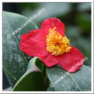 Camellia Botanique C. japonica ssp. rusticana