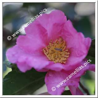 Camellia Sasanqua 'Ryômenbeni'