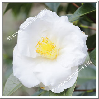 Camellia Japonica 'Ryûge'