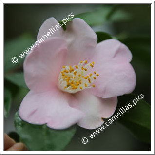 Camellia Hybrid 'Ryûkyû-no-kaori'