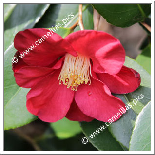 Camellia Japonica 'Reine de Saba'