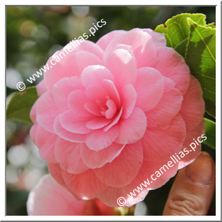 Camellia Japonica 'Sacco'