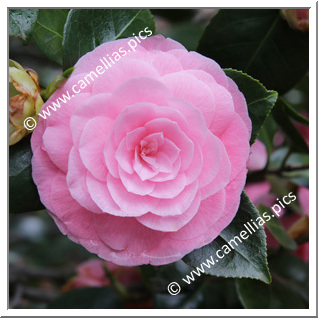 Camellia Japonica 'Sacco'