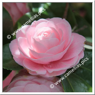 Camellia Japonica 'Sacco Nova'