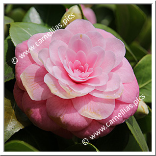 Camellia Japonica 'Sacco Vera'