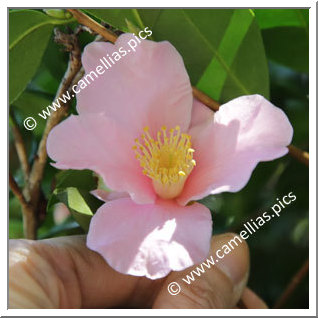 Camellia Sasanqua 'Sado'