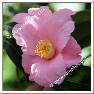 Camellia Wabisuke 'Sagami-wabisuke'