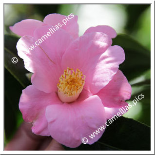 Camellia Wabisuke 'Sagami-wabisuke'