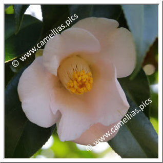 Camellia Japonica 'Sakasafuji'