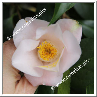 Camellia Japonica 'Sakasafuji'