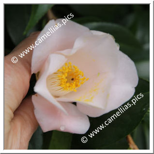 Camellia Japonica 'Sakasafuji'