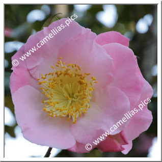 Camellia Higo Camellias 'Sakura-tsukasa'