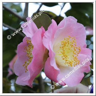 Camellia Camellia Japonica de Higo 'Sakura-tsukasa'