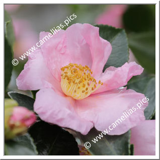Camellia Sasanqua 'Sakura-zukuyo'