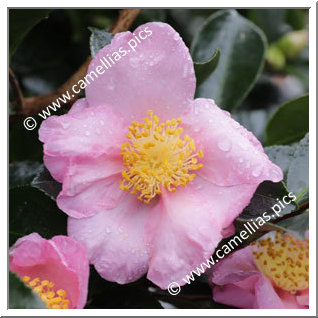 Camellia Sasanqua 'Sakura-zukuyo'