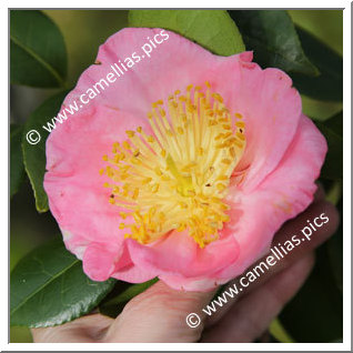 Camellia Camellia Japonica de Higo 'Sakuragari'