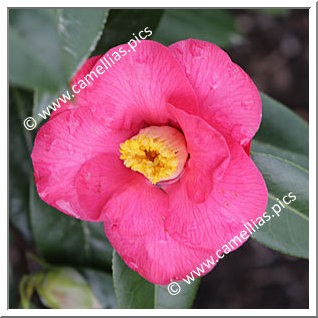 Camellia Hybrid 'Salab'