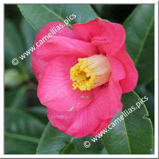 Camellia Hybride 'Salab'