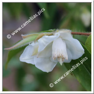 Camellia Species C. salicifolia 