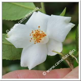 Camellia Botanique C. salicifolia 