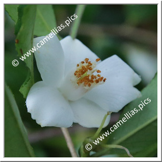 Camellia Species 'C. salicifolia '