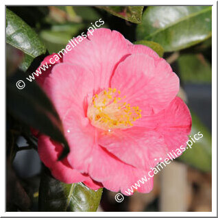 Camellia Japonica 'Sally'