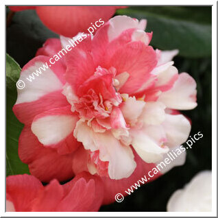 Camellia Japonica 'Saloia'