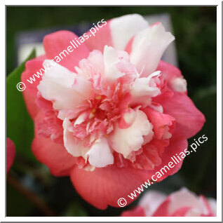 Camellia Japonica 'Saloia'