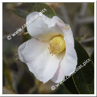 Camellia Botanique C. saluenensis