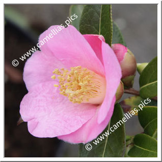 Camellia Botanique C. saluenensis