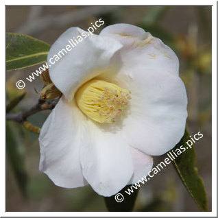 Camellia Species C. saluenensis