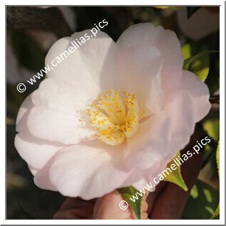 Camellia Hybrid 'Salutation'