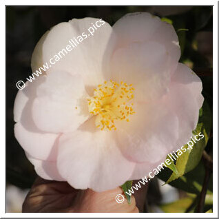 Camellia Hybrid 'Salutation'
