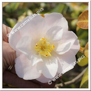 Camellia Hybrid 'Salutation'