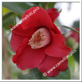 Camellia Japonica 'Samtglut'