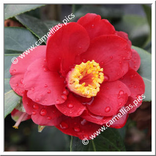 Camellia Japonica 'San Dimas'