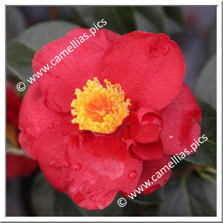 Camellia Japonica 'San Dimas'