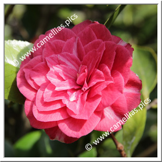Camellia Japonica 'Bella di San Gignese'