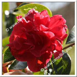 Camellia Reticulata 'San Marino'