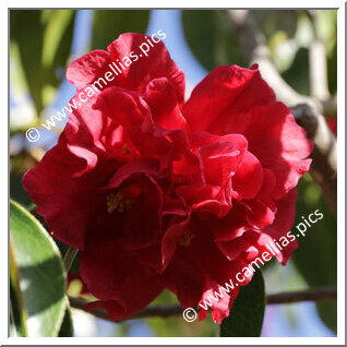 Camellia Reticulata 'San Marino'