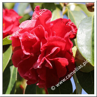 Camellia Reticulata 'San Marino'