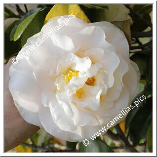 Camellia Japonica 'Sandy Sue'