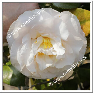 Camellia Japonica 'Sandy Sue'