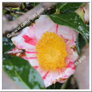 Camellia Higo Camellias 'Sankô-nishiki'