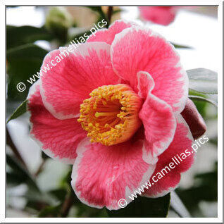 Camellia Japonica 'Sanpei-tsubaki'