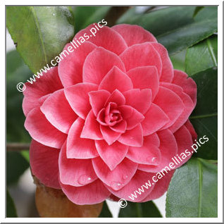 Camellia Japonica 'Santa Maria del Fiore'