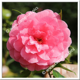 Camellia Japonica 'Sarah Frost'