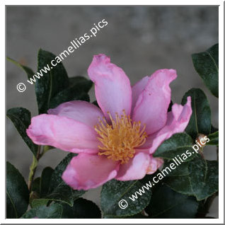 Camellia Sasanqua 'Sasanqua Rubra'